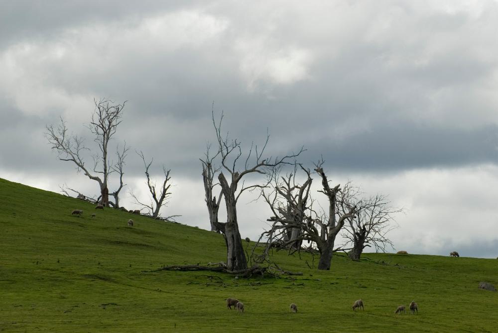 dead_trees